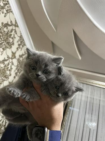 сколько стоит британская кошка: Британские котята, окрас голубой (серый). - Пушистые короткошёрстные — 3