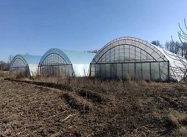 Теплицы: Продается теплица. Действующий тепличный комплекс земельным участком 3 — 10