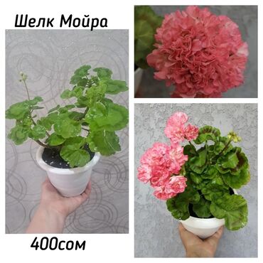 семена комнатных растений: В продаже герани(пеларгонии) взрослые кусты с бутонами