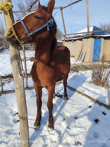 Лошади, кони: Продаю | Жеребец | Полукровка | Рабочий — 7