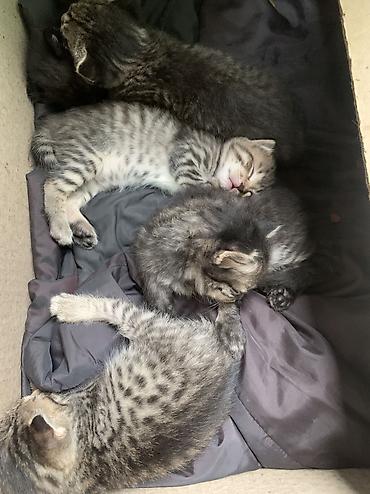 хомяки даром: Отдам даром очень красивых котятмышеловок — 3