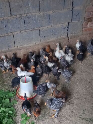 животные птицы: Продаю | Цыплята | Полубрама, Брама, Кохинхин