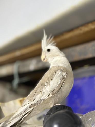 Quşlar: Yanagsız korella (cockatiel) – xüsusi rəng mutasiyası. - Rcəng: açıq — 3