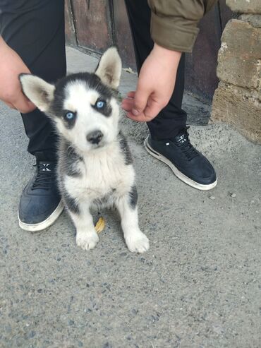 вольер для хаски: Хаски