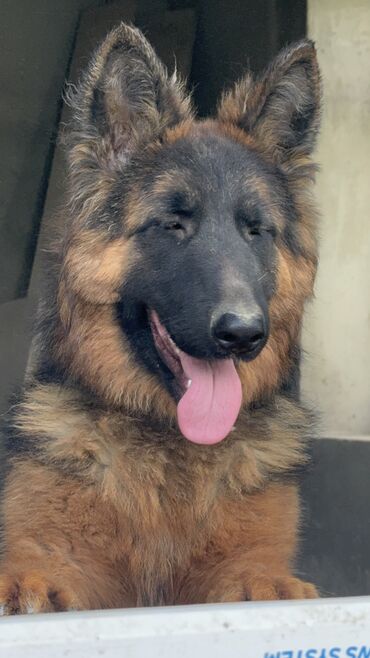 İtlər: Alman çoban iti, 1 il, Dişi, Peyvəndli — 2