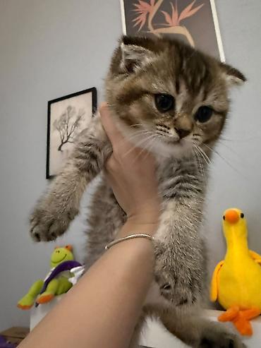 Pişiklər: Şotland yastı qulaq — 5