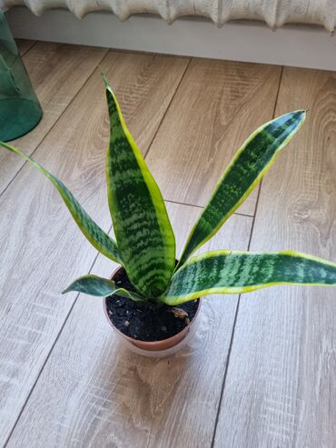 Филодендроны: Сциндапсусы,сансевиерии ва,алоказия,бегония макулата монстера — 2