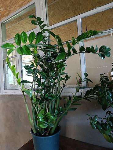 Замиокулькас (Zamioculcas zamiifolia) в пластиковом горшке. - Крупный