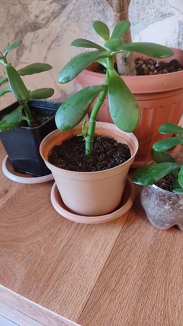 Другие комнатные растения: Толстянка,сансевиерия. Продаю толстянку! Есть взрослое растение - — 7