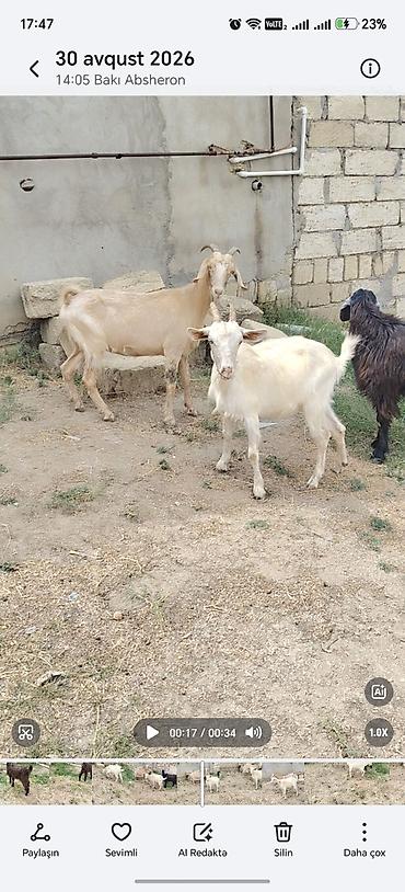 heyvan bazarları: Sarı bogazdı 1 ci qarın el kecileridi Məhsul təsviri: - Ağ və bej — 2