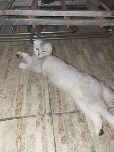 Akvariumlar: Şotland yastı qulaq, Dişi