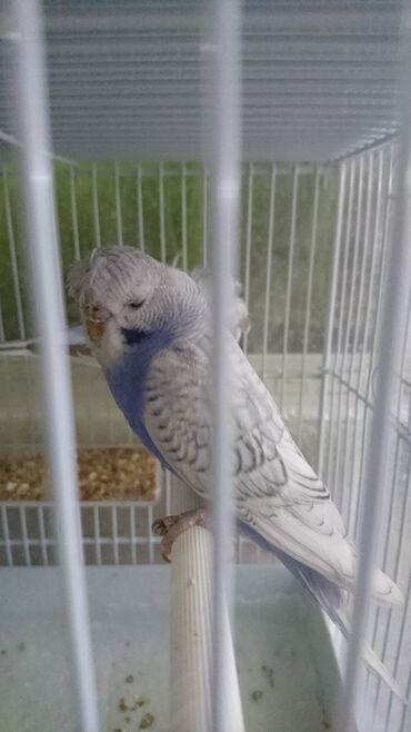 Tutuquşları: Tutuquşları — 15