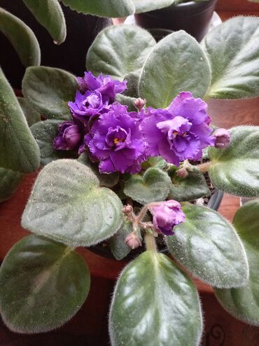 Otaq bitkiləri: Afrika bənövşələri (Saintpaulia) – müxtəlif rəngli və formalı sortlar — 16