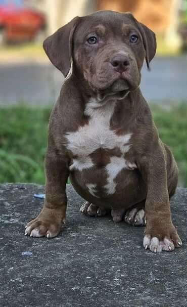Psi: Vrhunski štenci American Bully XL dostupni za prodaju. Krvna linija na lalafo.rs — 9 Psi: Vrhunski štenci American Bully XL dostupni za prodaju. Krvna linija — 9