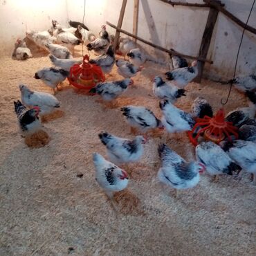 Toyuqlar: F6-serebrist cücələr satılır vitamin və dərmanlar verilib tam sağlam -da lalafo.az — 7 Toyuqlar: F6-serebrist cücələr satılır vitamin və dərmanlar verilib tam sağlam — 7