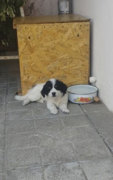 meydan itləri: Pekines, 1 ay, Dişi, Peyvəndli, Ödənişli çatdırılma