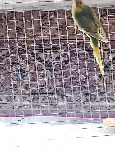 tovuz qusu satilir: Barter var nerazlucikle yada karela 13 qusdu 13×13=170 bele tek tekde — 4