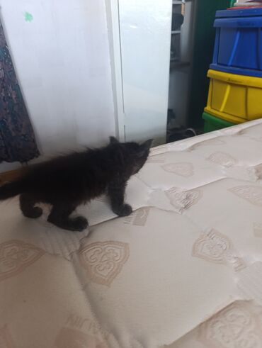 котята ош: Беспородная, 1 месяц, Мальчик, Черный, Приучена к лотку