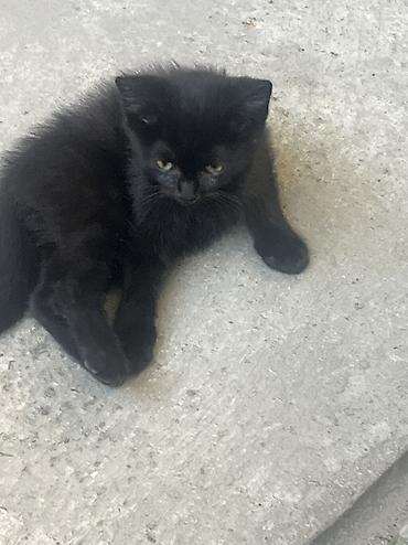 Животные: 🐾 Котята ищут добрые и любящие руки! 🐾 Отдаем очаровательных котят в — 8