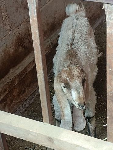 А/ч жаныбарларын сатам: Сатам | Улак | Нубий | Көбөйтүү үчүн | Асыл тукумдуу — 2