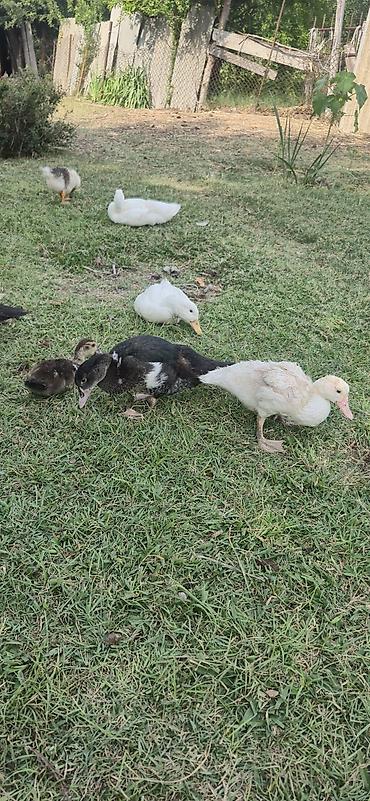ordəy balası: Muscovy (indoutka) ördək balaları - Cins: Muscovy/indo ördək - Yaş — 6