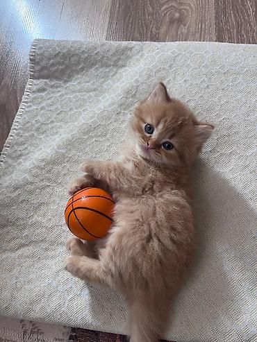 Pişiklər: Britan — 10