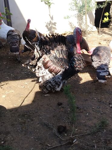 Digər quşlar: 1 ədədi 50 manata satılır istəyən buyursun