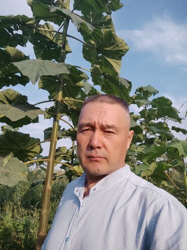 саженцы сливы: Павловния саженцы Сорт ФТЭ энерджи Паотонг Z 07 и Шангтонг, выращены