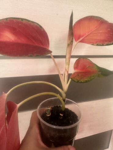 Другие комнатные растения: Комнатные растения — 28