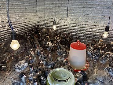 bakida heyvan siginacagi: Toyuq cücələri, Damazlıq, Ünvandan götürmə, Ödənişli çatdırılma, Rayonlara çatdırılma — 8