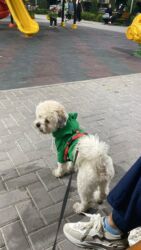 alman coban iti qiymeti: Satılır: Maltipu erkək it (1 yaş 5 aylıq) 🐶 Tam sağlam, mehriban və