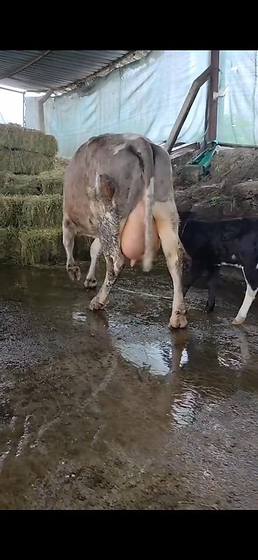 Inəklər, öküzlər: Südlük inək və bala -cins sives süd verimi 21 lt qarantia verirem — 12