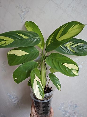 Сингониумы: Коллекция комнатных растений — подборка декоративно-лиственных — 27