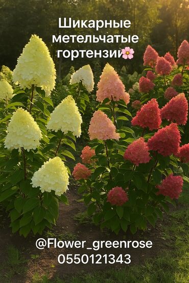 горшки для цветов бишкек цена: Метельчатые гортензии в продаже 2-3-4 года