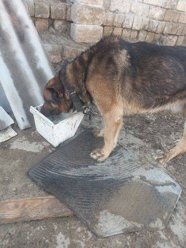 alman coban iti: Alman çoban iti, 1 ay, Erkek, Ödənişli çatdırılma