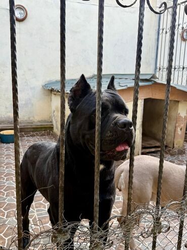 İtlər: Kane-Korso — 18