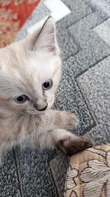 кошка беловодск: Ургаачы — 2