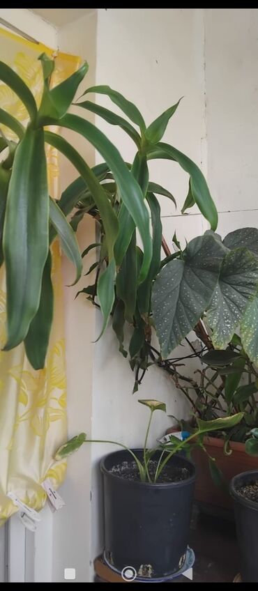 Otaq bitkiləri: Məhsul: Otaq gülləri (saksıda) Təsvir: - Şəkillərdə müxtəlif — 15