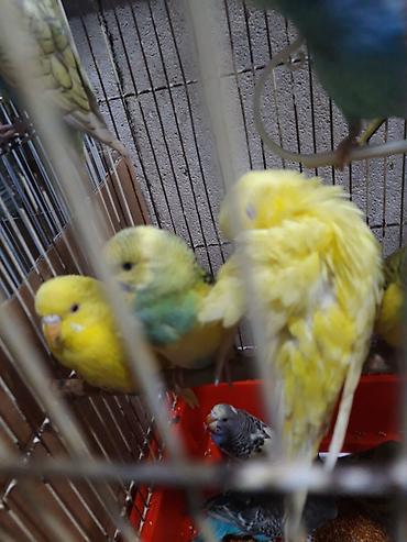 Tutuquşları: Bala Valnisti 9azn Boş qəfəs 9azn 1 bala quş +Qəfəs +Suqabı+Yemqabı — 21