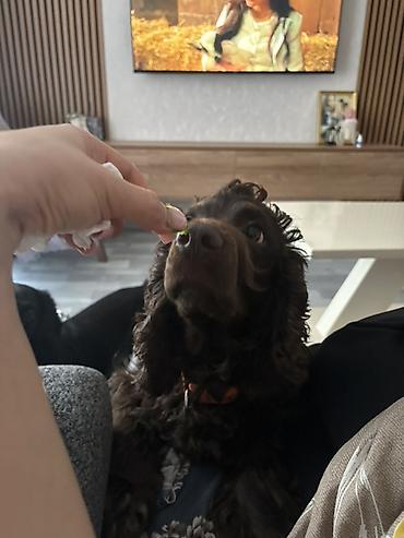 Başqa xidmətlər: Cocker spaniel Cütləşməyə dişi axtarırıq Unvan binə qəsəbəsi. Alex — 8