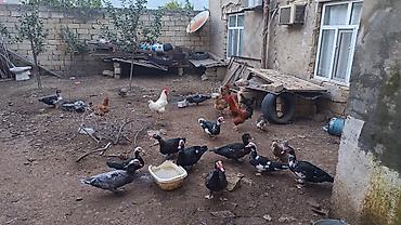 ördek qaz: Muscovy ördəkləri və toyuqlar – həyət şəraitində saxlanılan qarışıq — 1