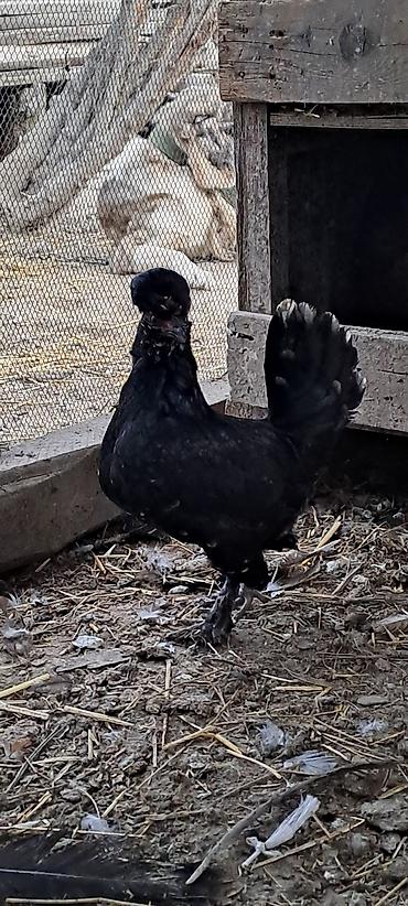 Toyuqlar: Toyuq, Damazlıq — 8