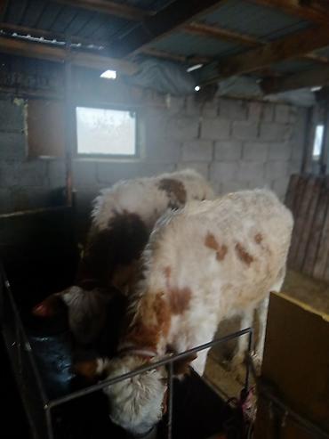 Коровы, быки: Продаю | Тёлка | Полукровка | На откорм | Привязанные — 3