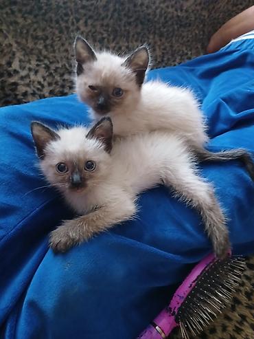 кошка токмок: Сиам, 2 айлык, Ургаачы, Лотокко барууга үйрөтүлгөн — 2