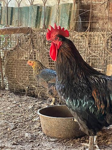 паук скакун купить: Продаю | Петух — 9