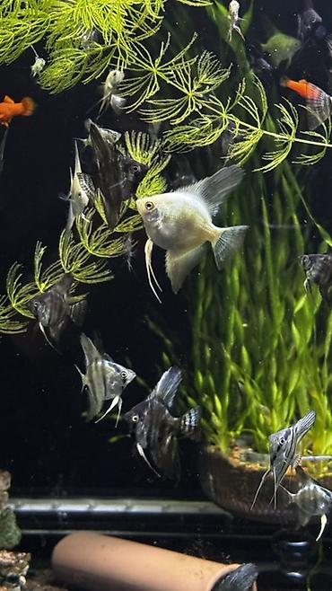 пруд для рыбы: Скалярии (Pterophyllum) — молодь и подросшие особи различных окрасов — 4
