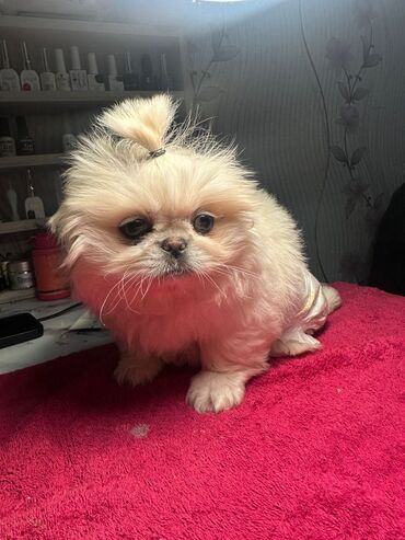 Pişiklər: Britan yastı qulaq, Erkək, Dişi, Yaxşı əllərə, Ünvandan götürmə, Pulsuz çatdırılma, Ödənişli çatdırılma — 44