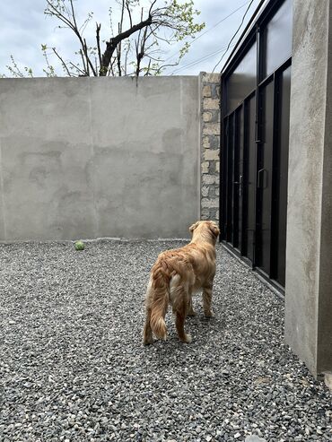 golden pearl: Retriever, 7 ay, Dişi, Peyvəndli, Ünvandan götürmə