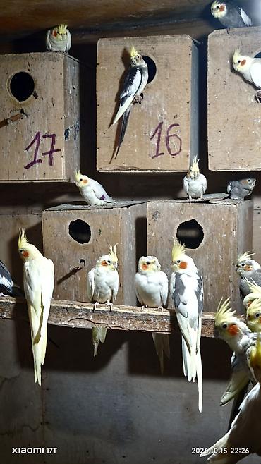 kreditle heyvan satisi: Nimfa (Cockatiel) tutuquşuları – müxtəlif rəng mutasiyaları ilə - — 3