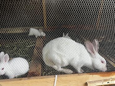 ev heyvanlarının satışı: Cins: ağ californiya və qarışıq rəngli ev dovşanları Qubada yerleşir — 3